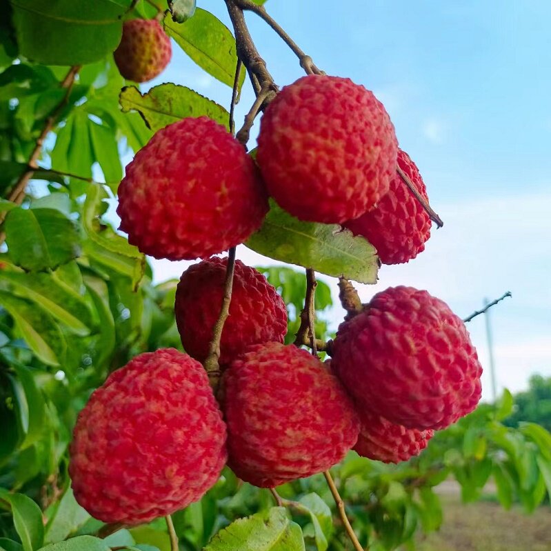 仙进奉小核仙进奉荔枝芳香味