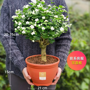 重瓣茉莉花老桩独杆单瓣茉莉花盆栽虎头茉莉独杆栀子花宝珠茉莉花