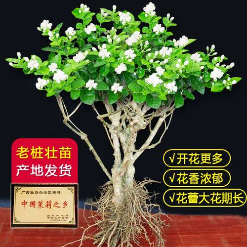 茉莉花老桩盆栽四季绿植花卉苗