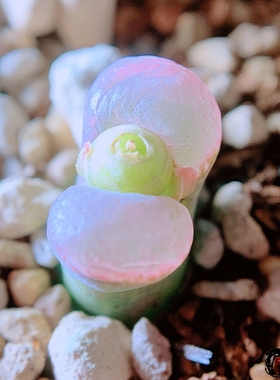 Mg1802.3 praesectum SB1210 Achab 风铃玉 老巷里Cono