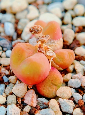 DT7778  Hohenzollern*吕氏  hybrid 肉锥 老巷里Cono