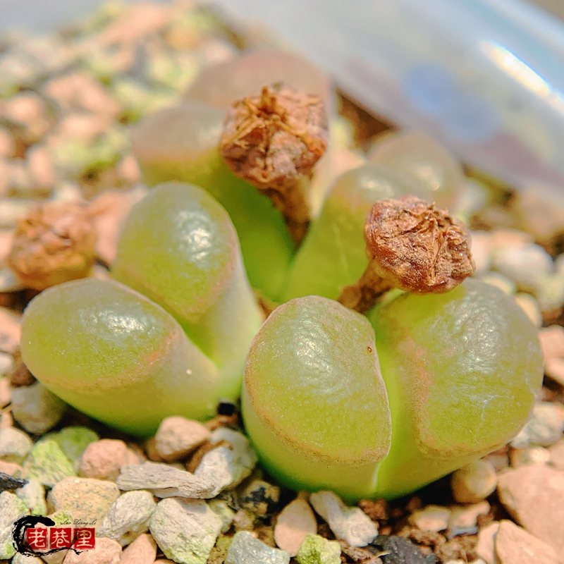 verrucosum Gamoep ex Rawe MSG1527 风铃玉 老巷里Cono