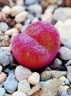 Pakhuis Pass*吕氏 Hybrid 肉锥 老巷里Cono