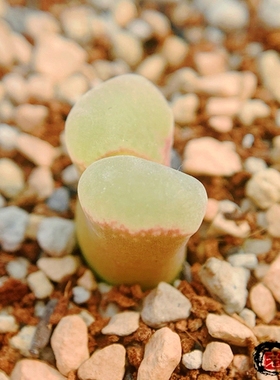 praesectum COP272-22 风铃玉 老巷里Cono