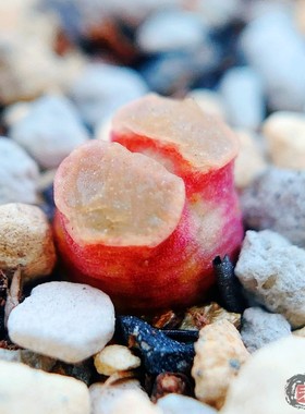 friedrichiae*caroli 风铃玉 老巷里Cono