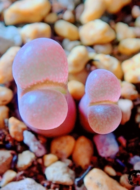 praesectum Pofadder 风铃玉 老巷里Cono