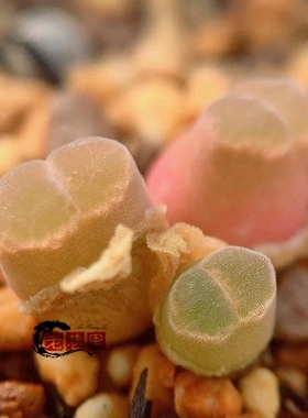 LAV27214.66 devium Doringwater Pink colour 风铃玉 老巷里Cono