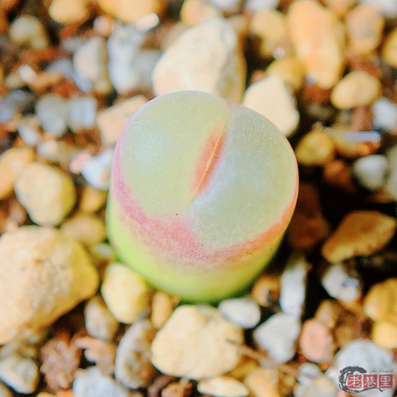 Mg1797.92 haramoepense Sh379 风铃玉 老巷里Cono