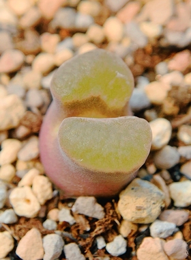 Mg1413.75 caroli /16/ n Kliprand 磁铁风铃玉 老巷里Cono