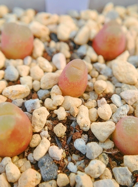 longum aff n Witkop Tantalite Valley 风铃玉 老巷里Cono