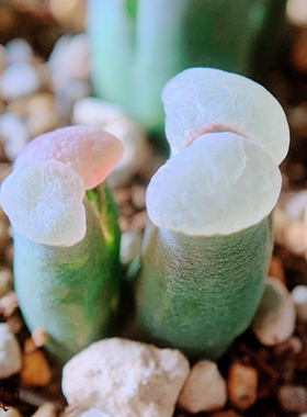 【种子合集】Pd3658 Craib23 粉豆豆 pubescens 风铃玉老巷里Cono