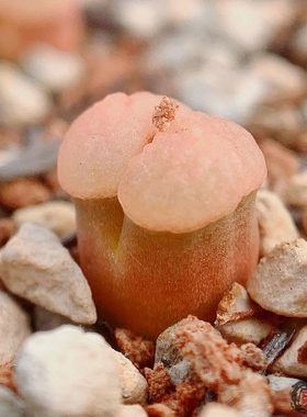 caroli 磁铁风铃玉 老巷里Cono