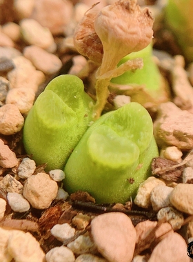 Mg1798.92 devium 'littlewoodii' SB1141 风铃玉 老巷里Cono