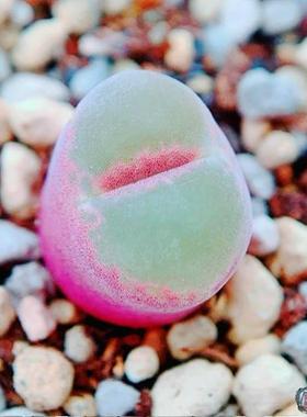 lydiae gesdskap Lawy 风铃玉 老巷里Cono