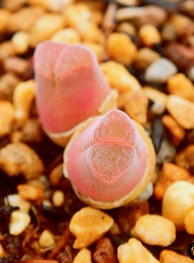 devium littlewoodi LAV27214.46 风铃玉 老巷里Cono