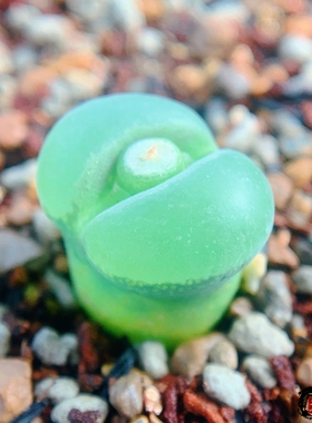 lydiae CR1441 4km W Dabenois 风铃玉 老巷里Cono