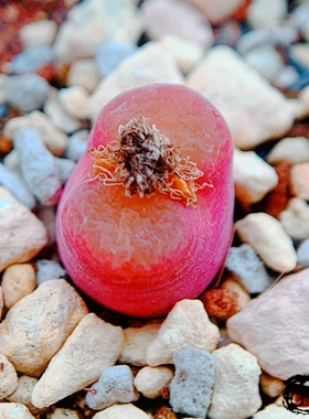 Mg1792.8 friedrichiae e Pofadder 风铃玉 老巷里Cono