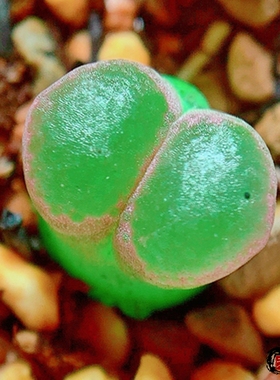 玉潭 lydiae Hybrid 风铃玉 老巷里Cono