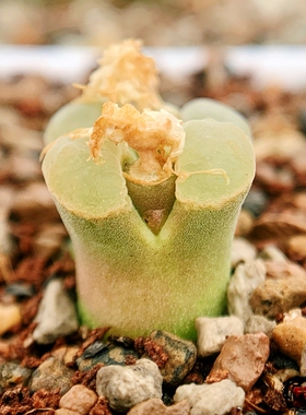 pubescens Vaalkoei 风铃玉 老巷里Cono