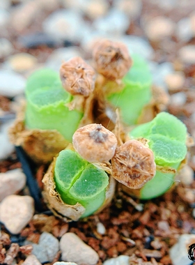 CR1273 devium 风铃玉 老巷里Cono