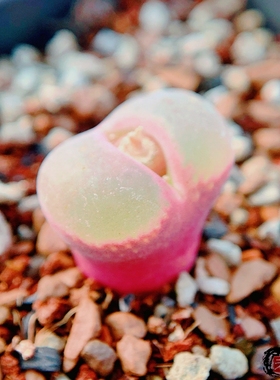 longum Amampoort 风铃玉 老巷里Cono