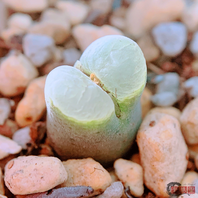 limpidum Bloemhaek 风铃玉 老巷里Cono