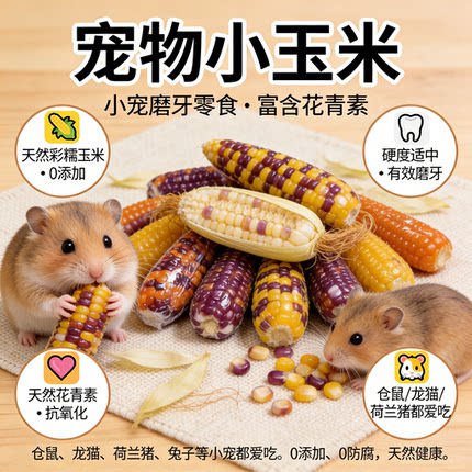 迷你磨牙玉米棒宠物零食仓鼠金丝熊鹦鹉兔子自然晒干无添加真空装