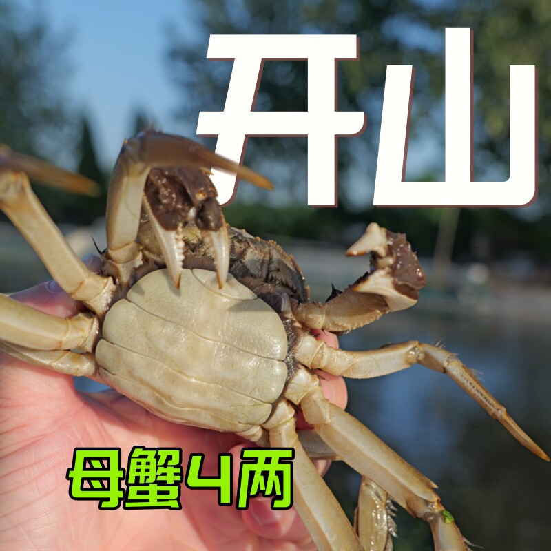 【黄满多】一步到位高精尖全母大闸蟹活蟹 4两（净重±15g)