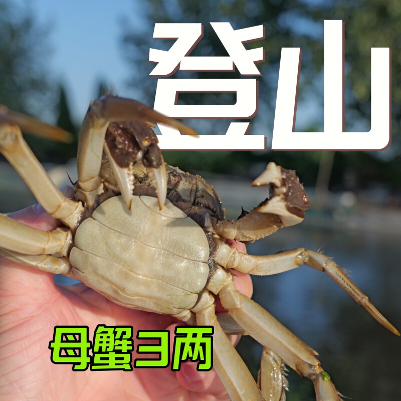 【黄满多】百搭属性高精尖全母大闸蟹活蟹 3两（净重±15g)
