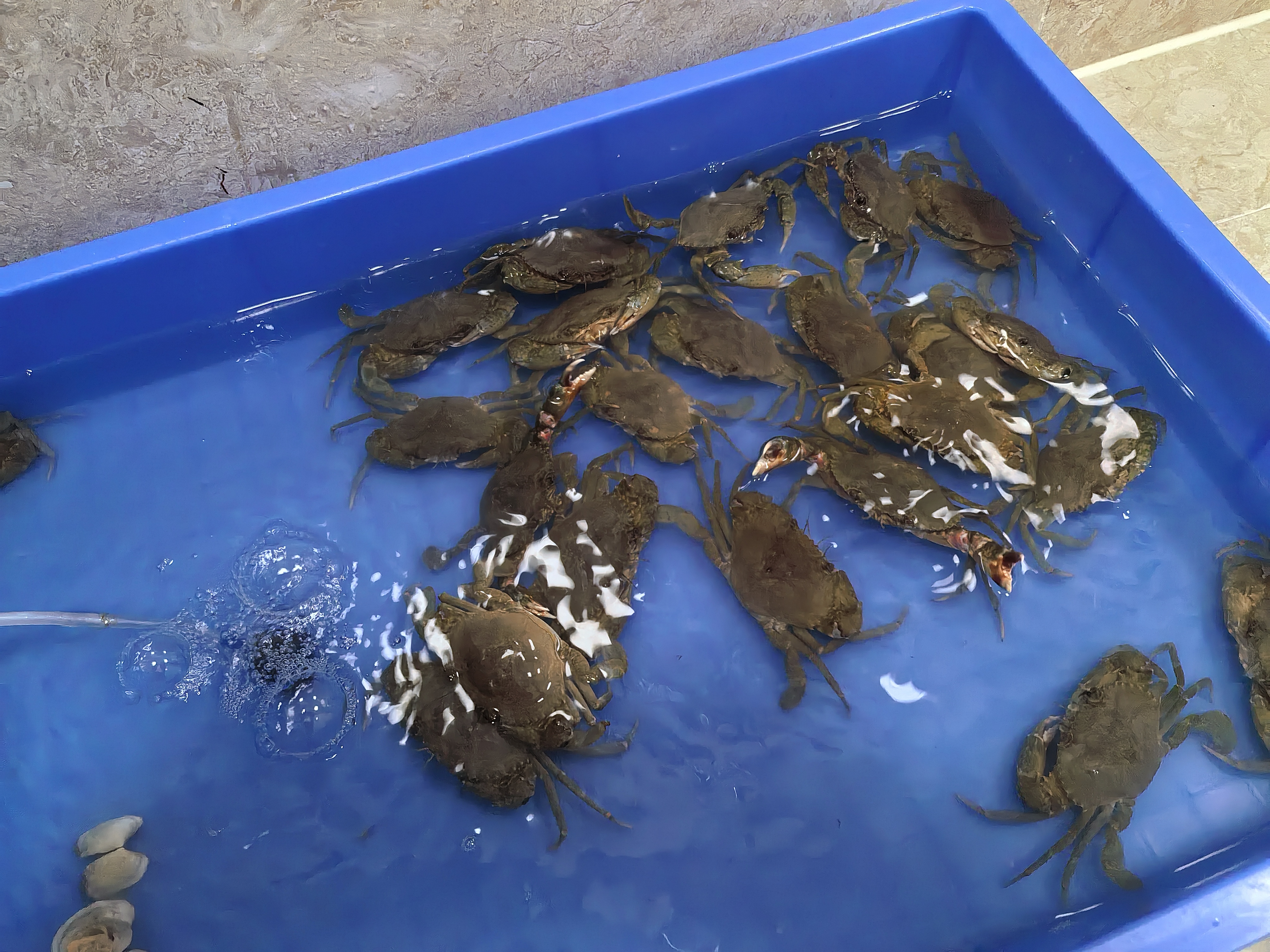 海捕野生青蟹大苗幼苗，可家养海水鲜活小青蟹海缸生态缸观赏宠物