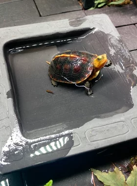 安缘龟陆龟洗澡盆分体式