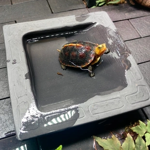 黄缘安缘龟专用洗澡盆造景装 水盆 饰半水龟陆龟喝水盘泡澡盆分体式