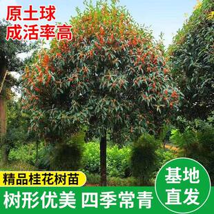 大型桂花树苗八月黄金桂丹桂庭院别墅地栽盆栽植物耐寒四季桂绿化