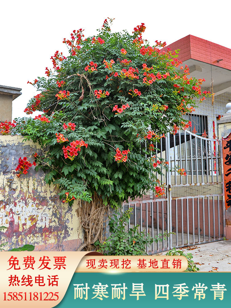 庭院别墅攀援花卉爬藤植物耐寒图片
