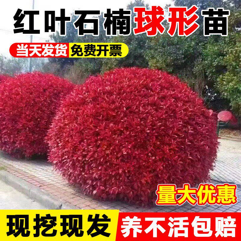 红叶石楠球树苗室外庭院别墅地栽小苗篱笆墙绿化苗四季耐寒好养活