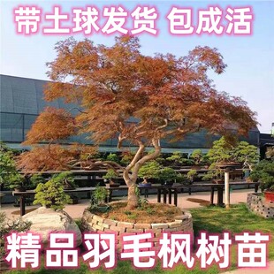 正宗羽毛枫树苗庭院植物日本红枫苗红绿羽毛枫苗盆栽花卉庭院别墅