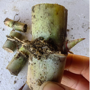 正宗黄皮甘蔗种苗甘蔗种子高产甜脆皮薄水果甘蔗南北种植