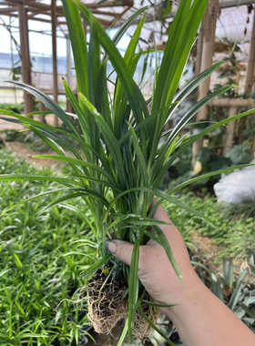 海南可食用斑斓苗可水培可种土里香兰苗大叶斑斓苗浓香斑斓苗批发