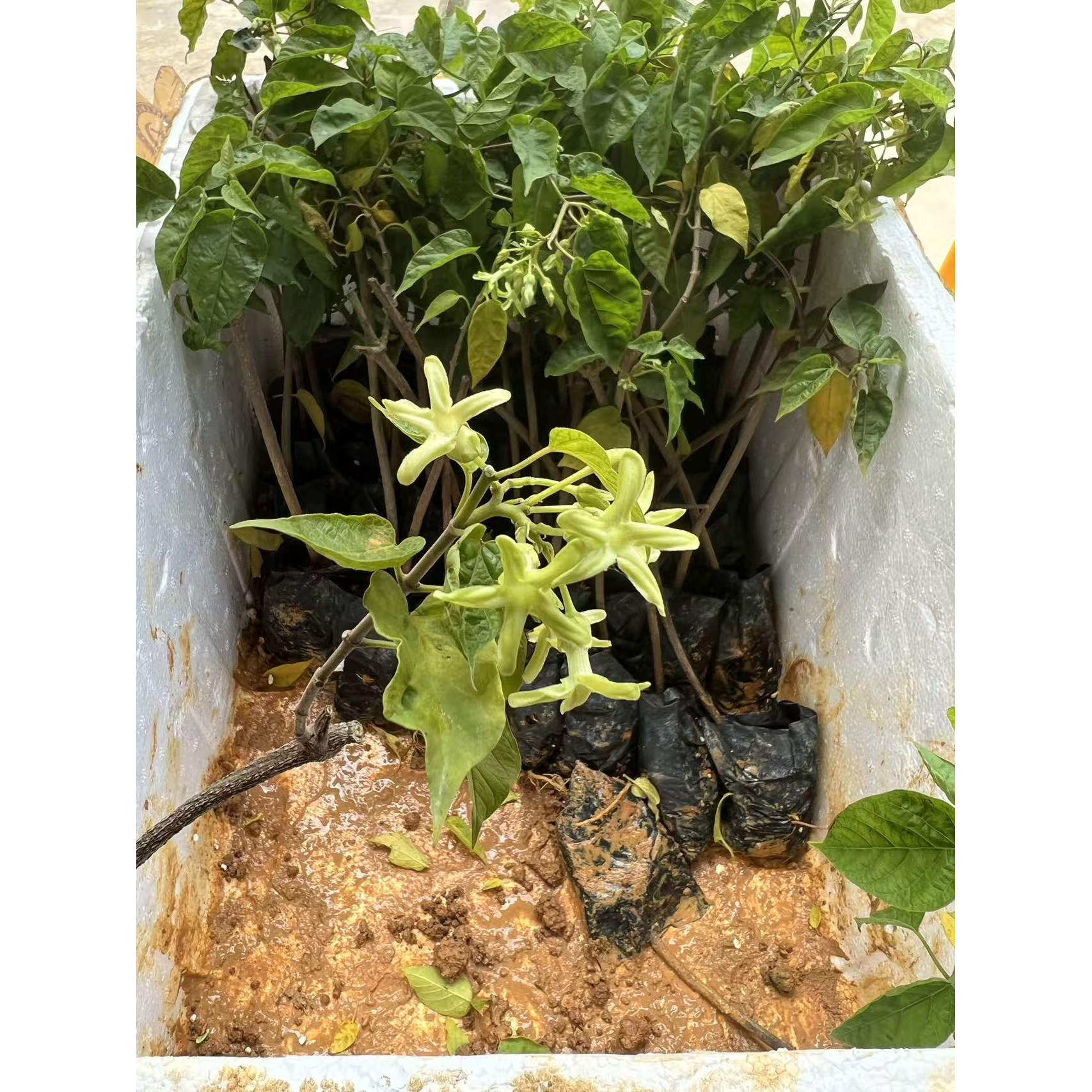 可食用爬藤夜来香花带土阳台庭院室外藤本植物夜兰香夜香花苗盆栽