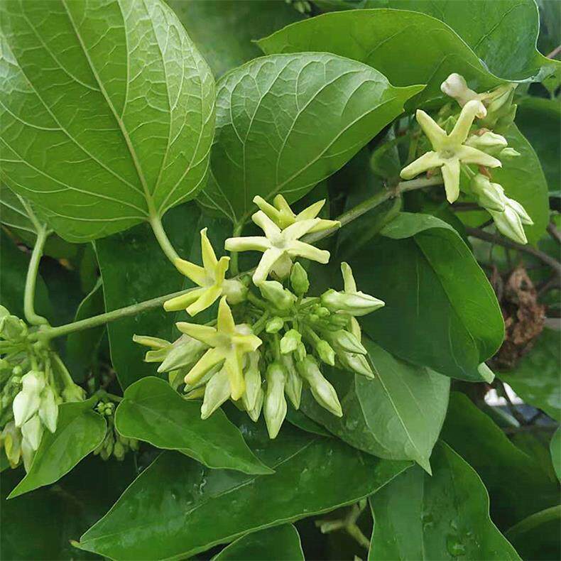 可食用爬藤夜来香花带土阳台庭院室外藤本植物夜兰香夜香花苗盆栽