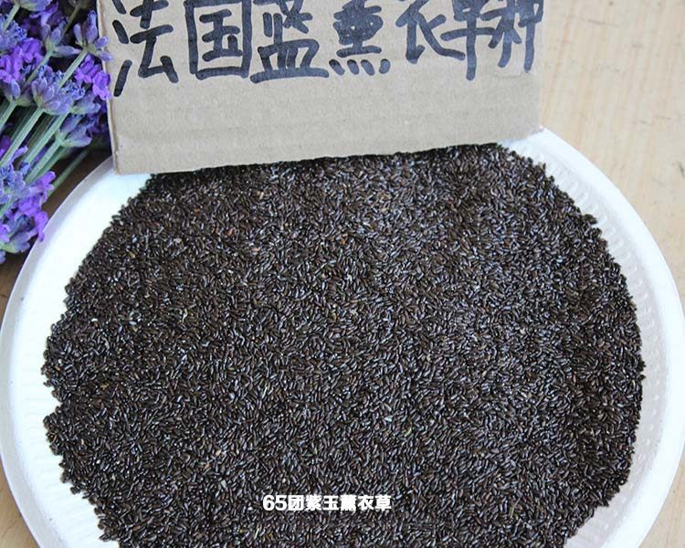 种子盆栽新疆薰衣草种子地栽