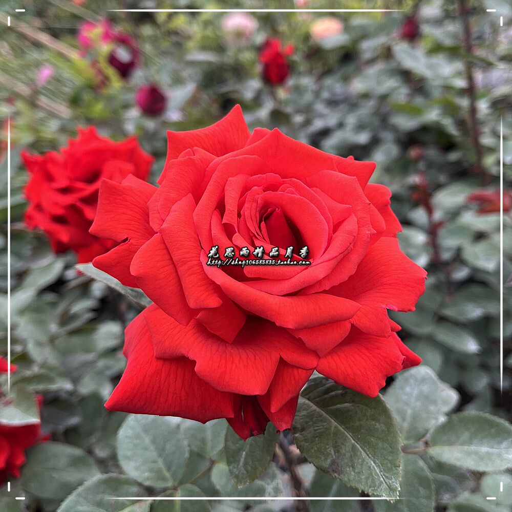 花思雨【吉普赛女郎】经典浓香大花月季强健抗病庭院绿植盆栽