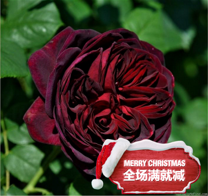 花思雨【黑鱼子酱/不眠之夜】德国丹陶强香大花月季四季抗病耐寒