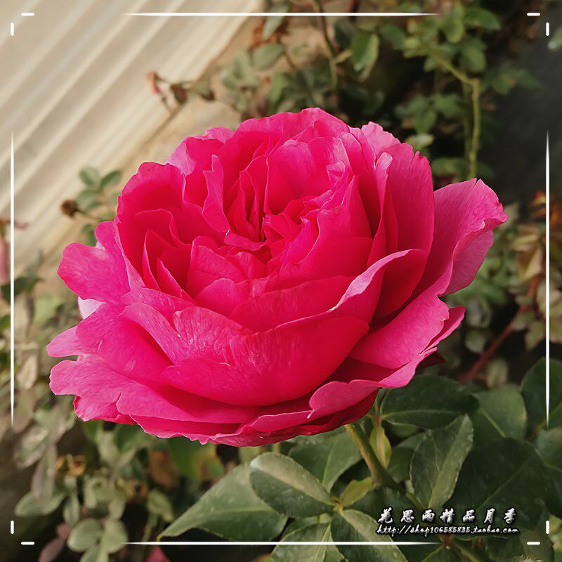 花思雨【伊芙小资情调】浓香大花月季四季勤花抗病强健盆栽绿植