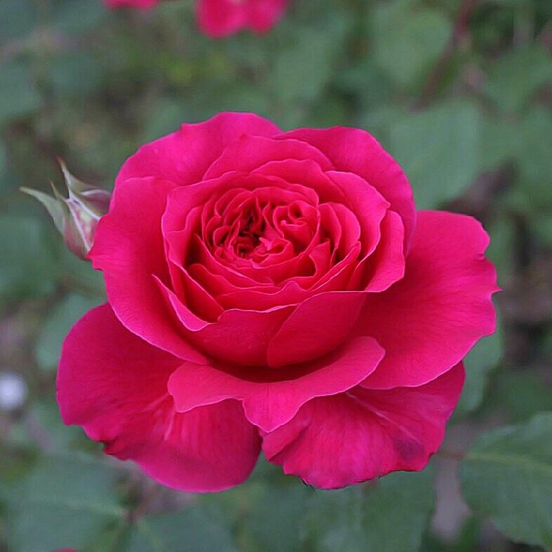 花思雨【恩典女王】河本系列浓香大花月季勤花抗病庭院绿植盆栽