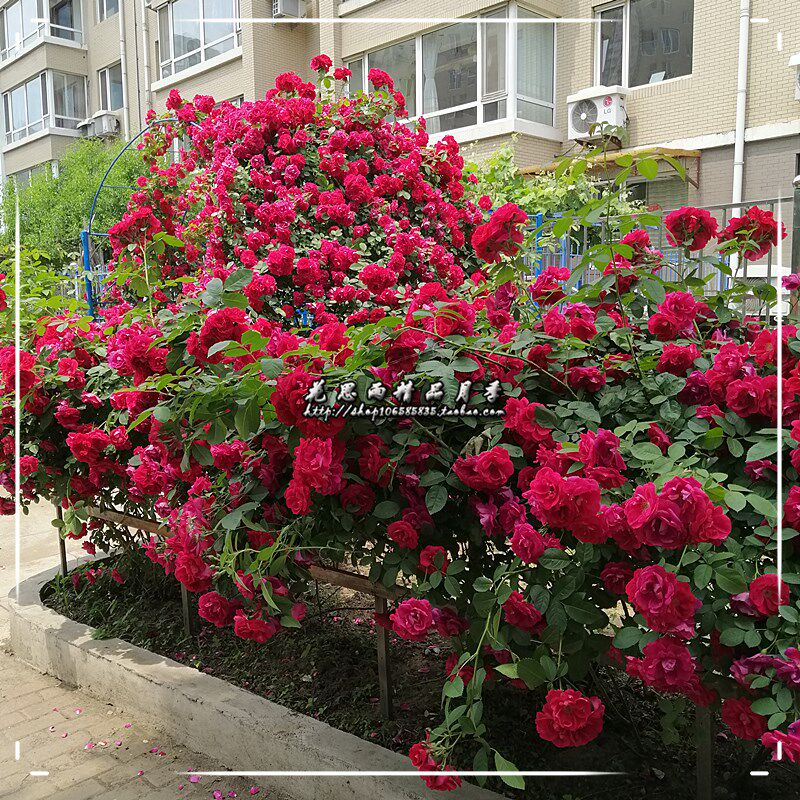 花思雨[大红袍]东北抗寒单季大型藤本月季花量大耐开庭院绿植盆栽