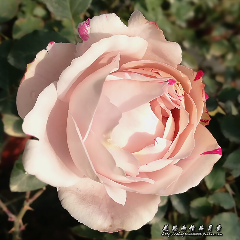 花思雨【伊芙银色】伊芙系列浓香大花月季四季勤花盆栽庭院花卉