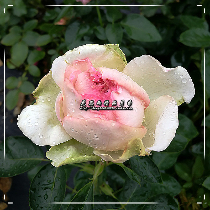 花思雨伊芙系列新品浓香大花月季:心愿/许愿之心(yves wishing)