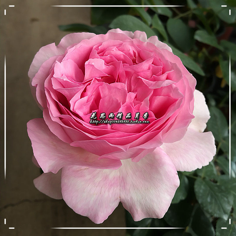 花思雨 伊芙系列新品月季:伊芙四度芳香/伊芙四号(yves no4)