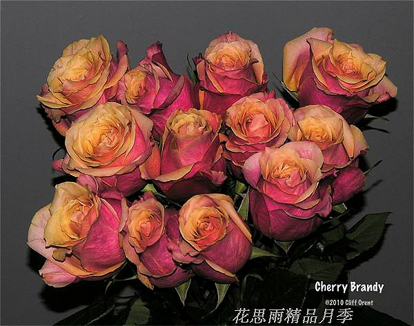 花思雨【樱桃白兰地04版】德国丹陶新品切花月季耐开耐晒勤花盆栽